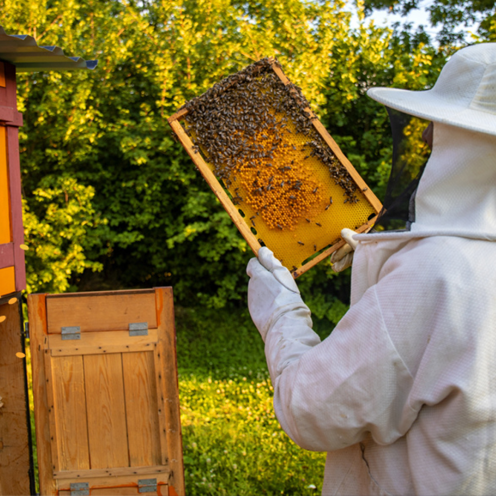 Tüm Dünya'da Meşhur Olan Bal Anzer Balı